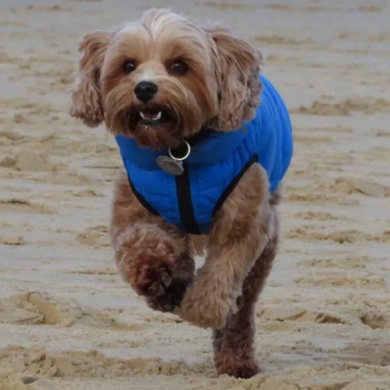 Blue and Navy Dog Puffer Jacket