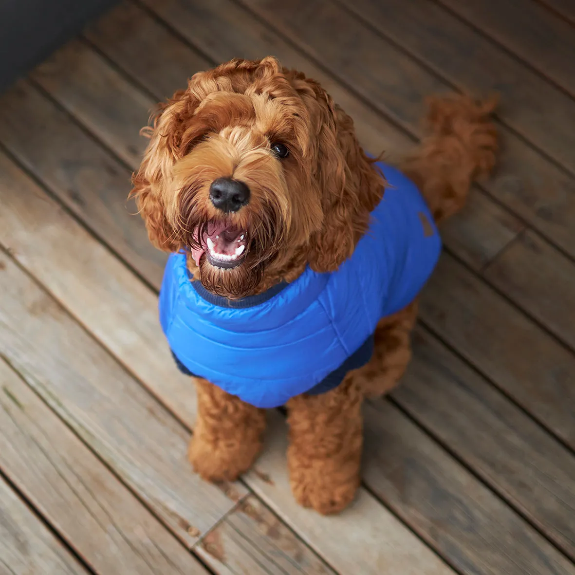 Reversible Puffer Dog Jacket - Blue & Navy